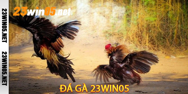 Đá Gà 23win05